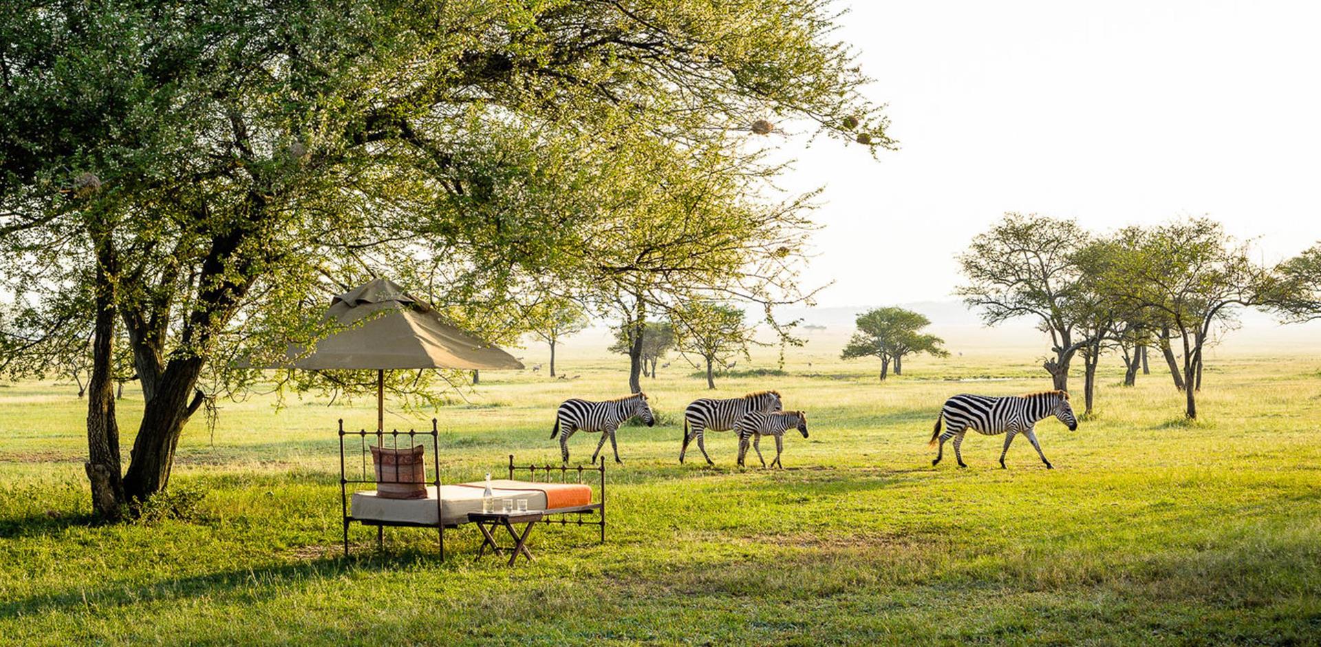 Zebra viewing, Singita Sabora Tented Camp, Tanzania, A&K