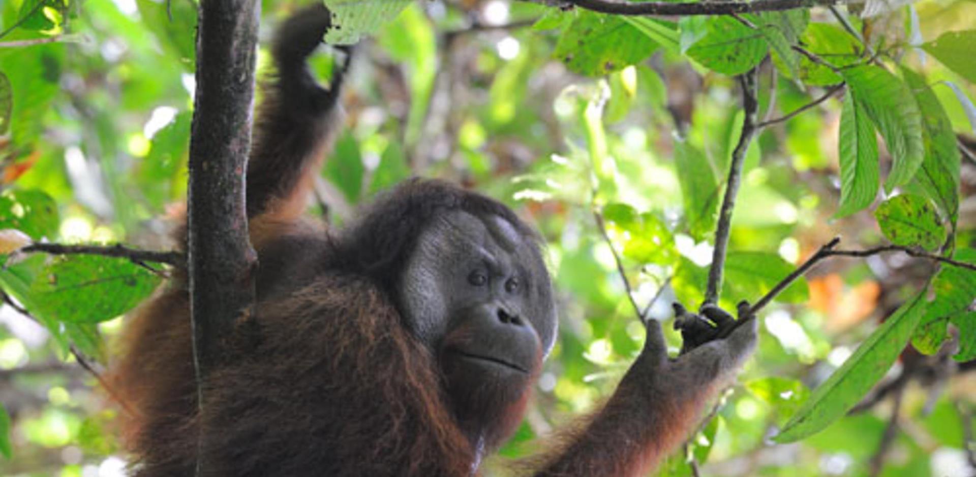 Orangutan, Borneo Rainforest Lodge, Malaysia