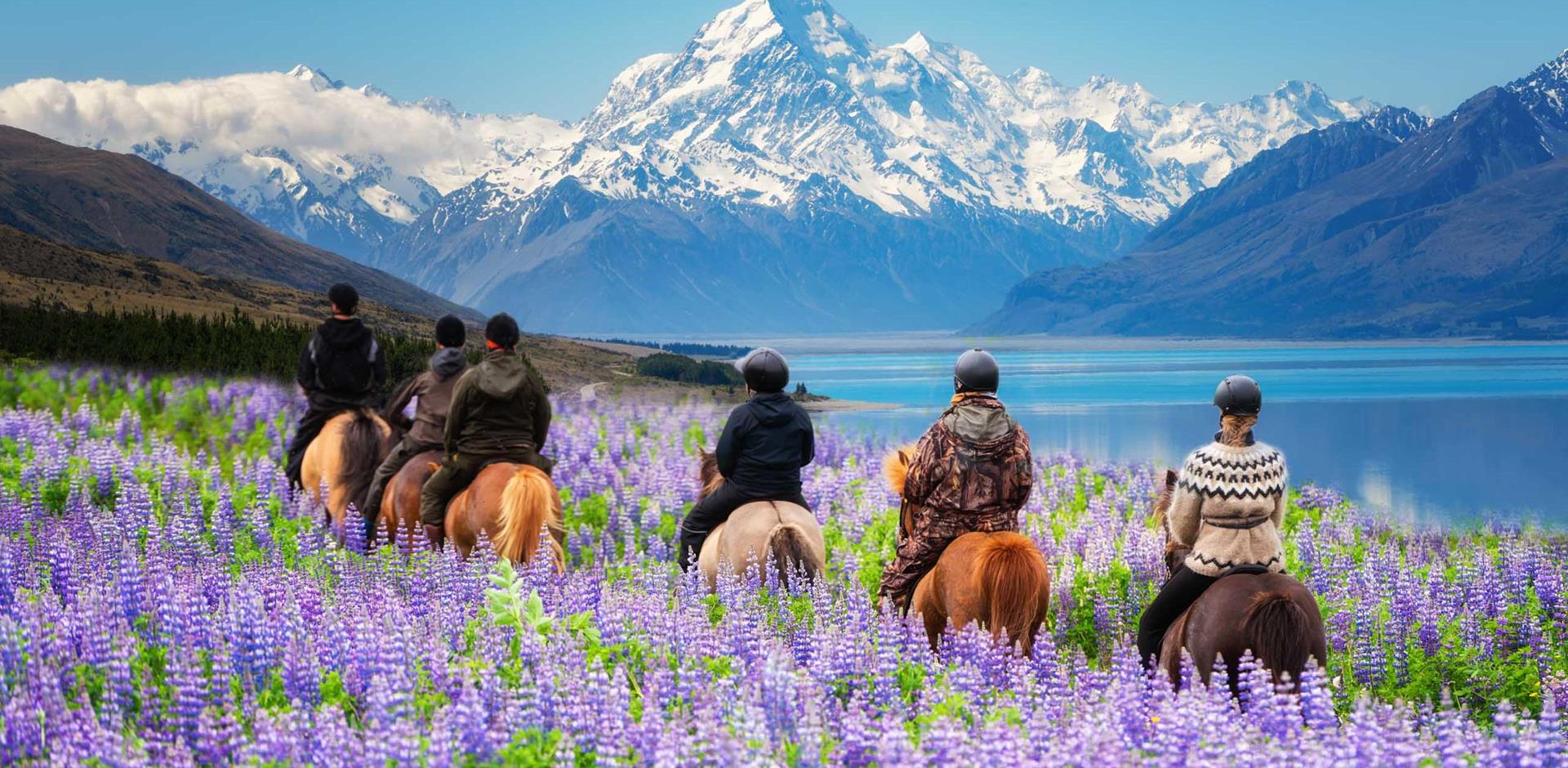 Horse riders in a lupine flower field, Mount Cook National Park, New Zealand.