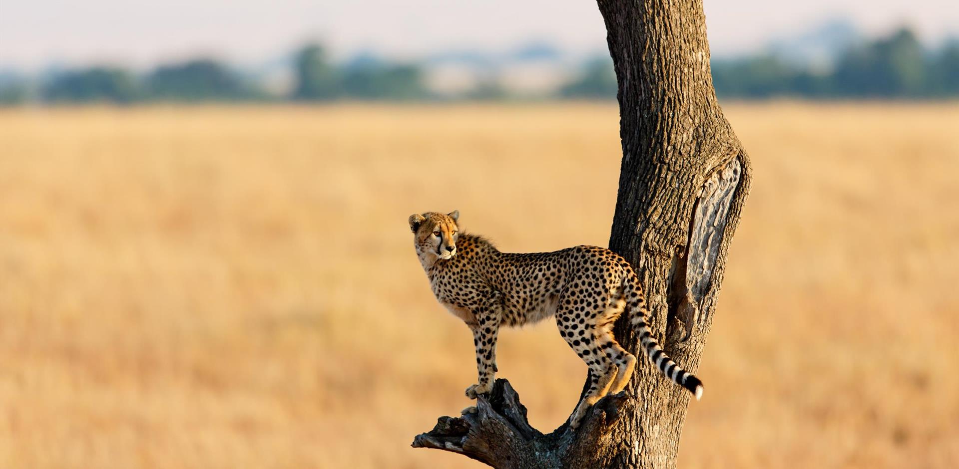 Cheetah, Kenya, Africa