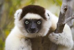 Small Group: A Naturalist’s Guide to Madagascar with Dr. Charlie Gardner