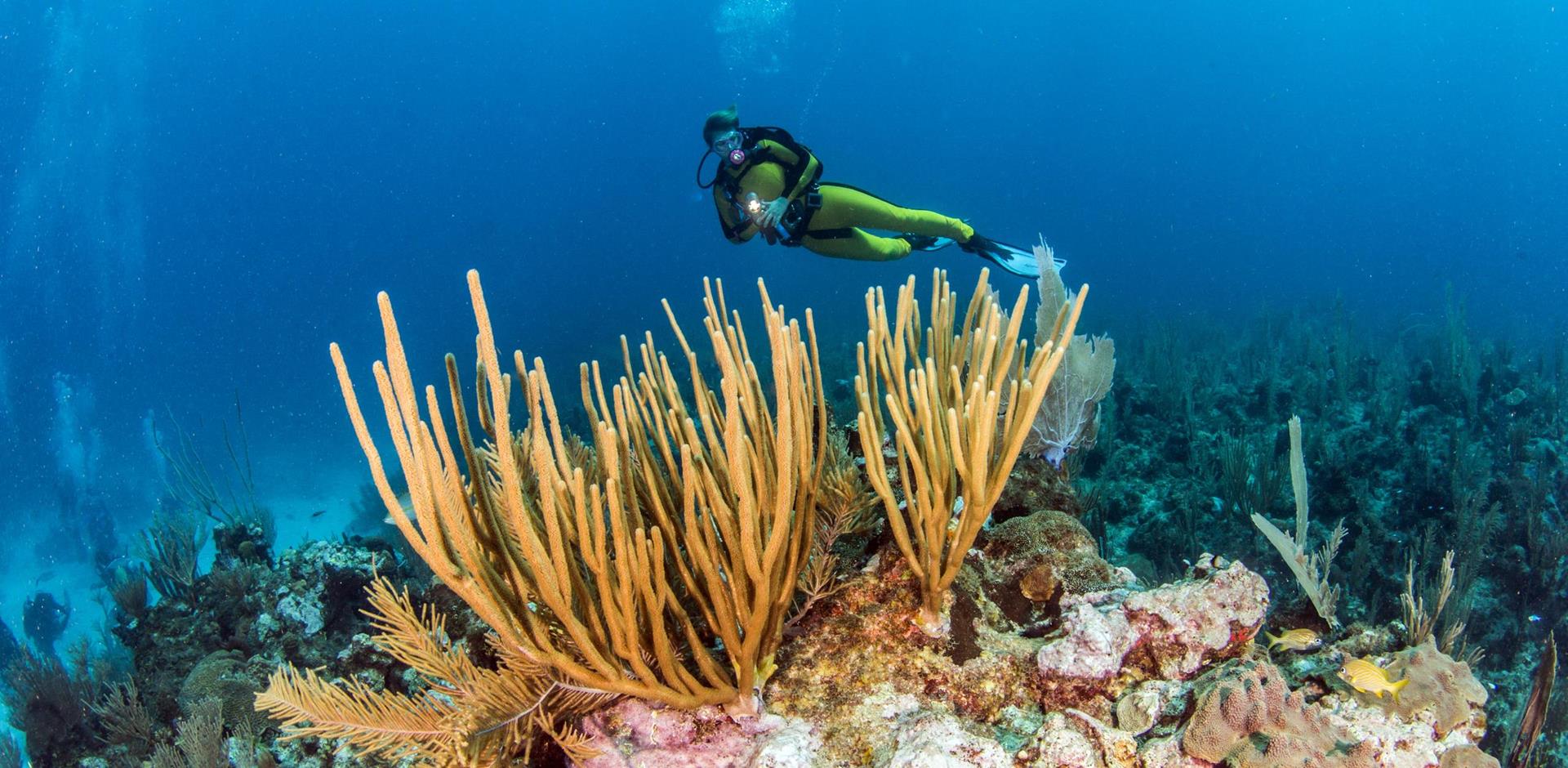 Scuba Diving, Belize