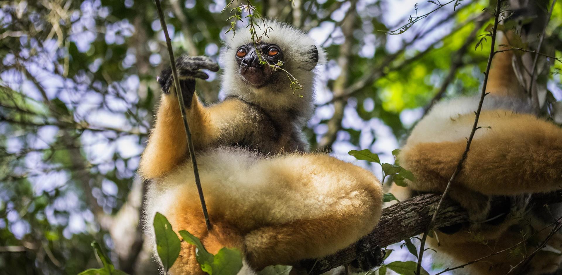 Andasibe National Park, Madagascar