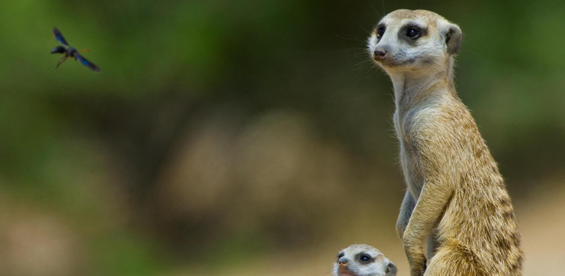 Meerkats, Western Cape, South Africa