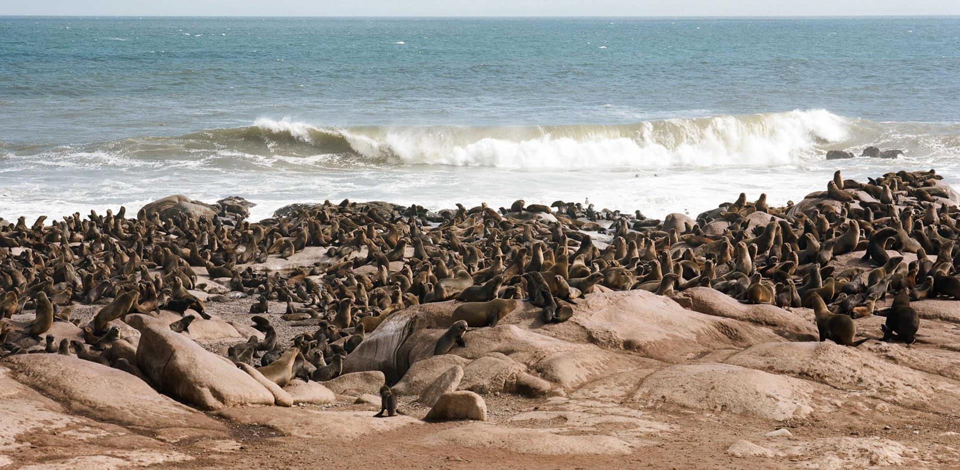 Seal colony, Shipwreck Lodge, Namibia, A&K