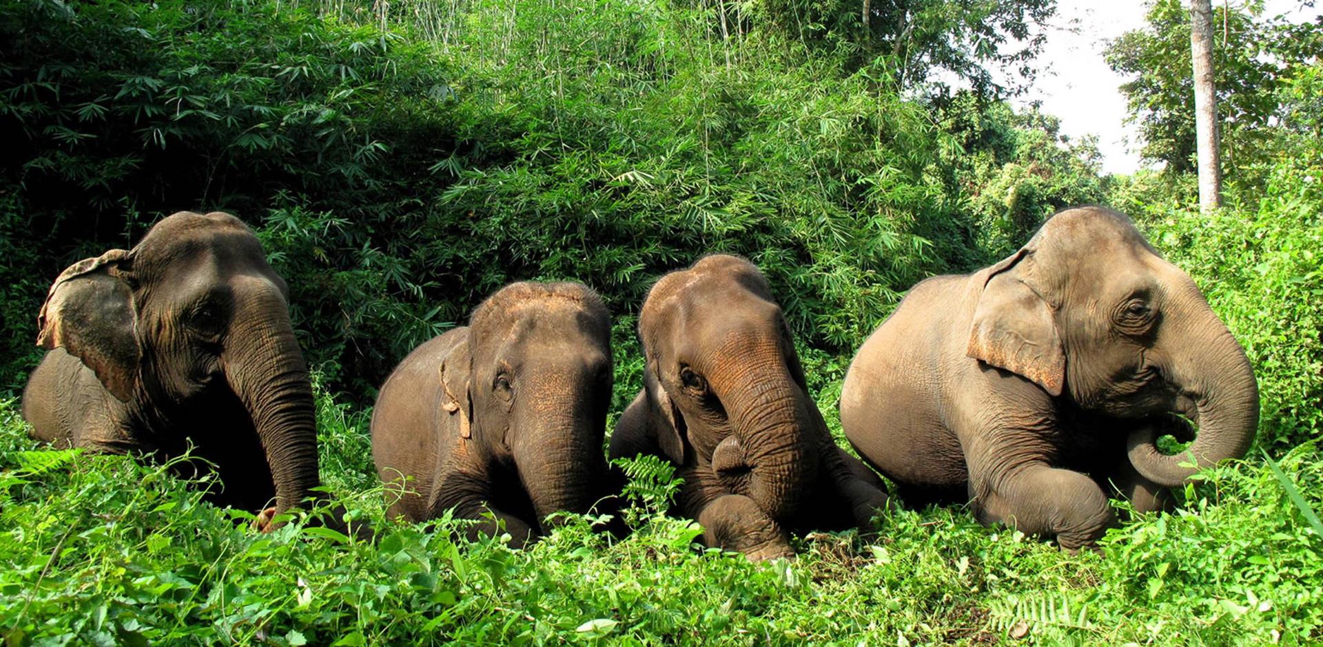 Elephant viewing, Four Seasons Tented Camp, Golden Triangle, Thailand