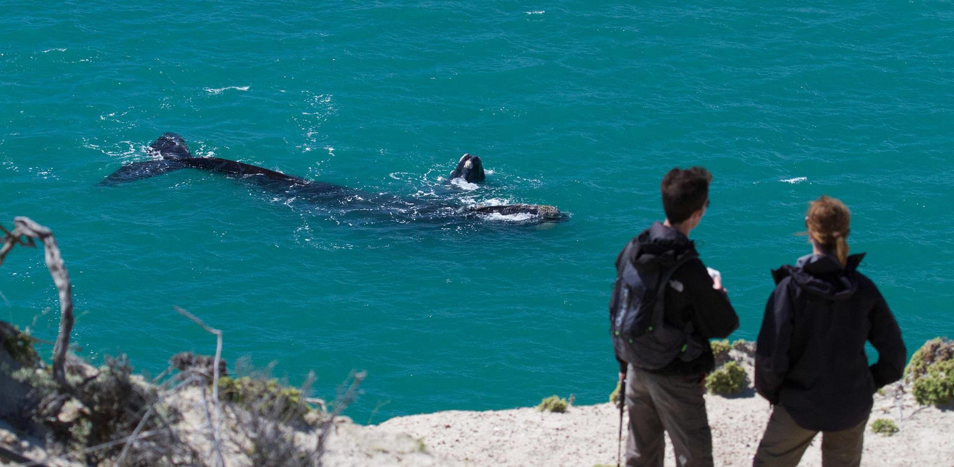 Estancia Rincon Chico wildlife whale