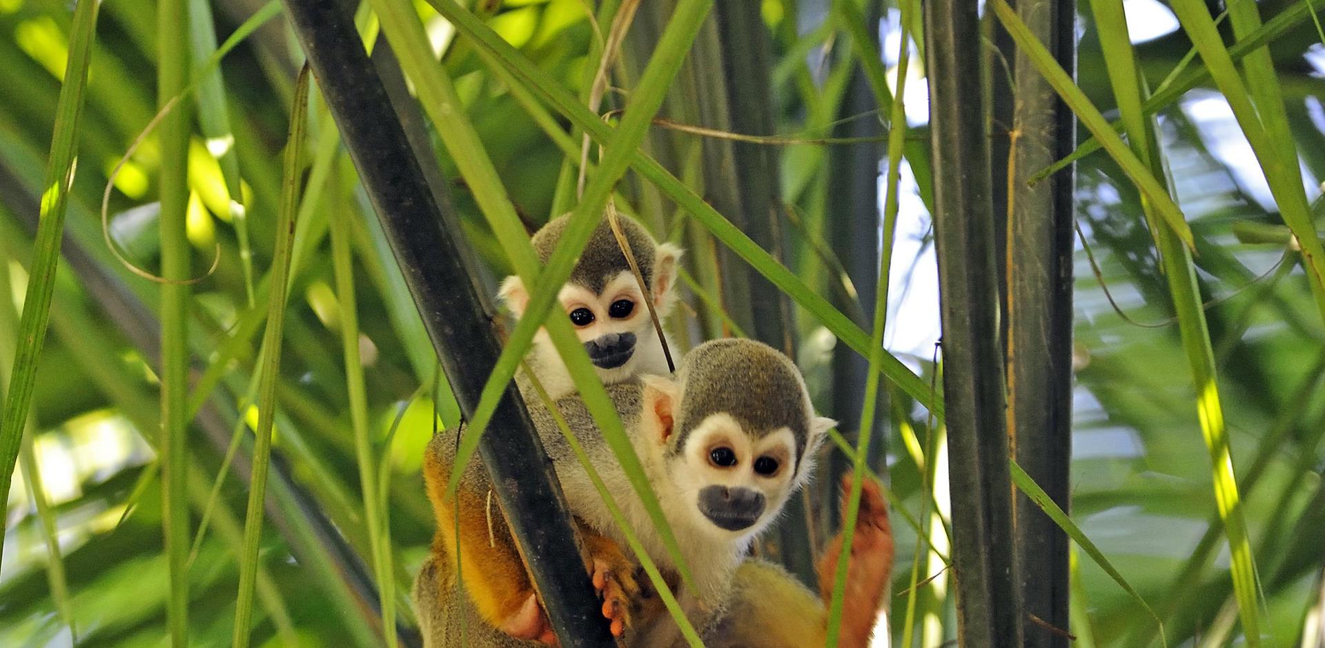 Napo Wildlife Center Ecuadorian Amanzon