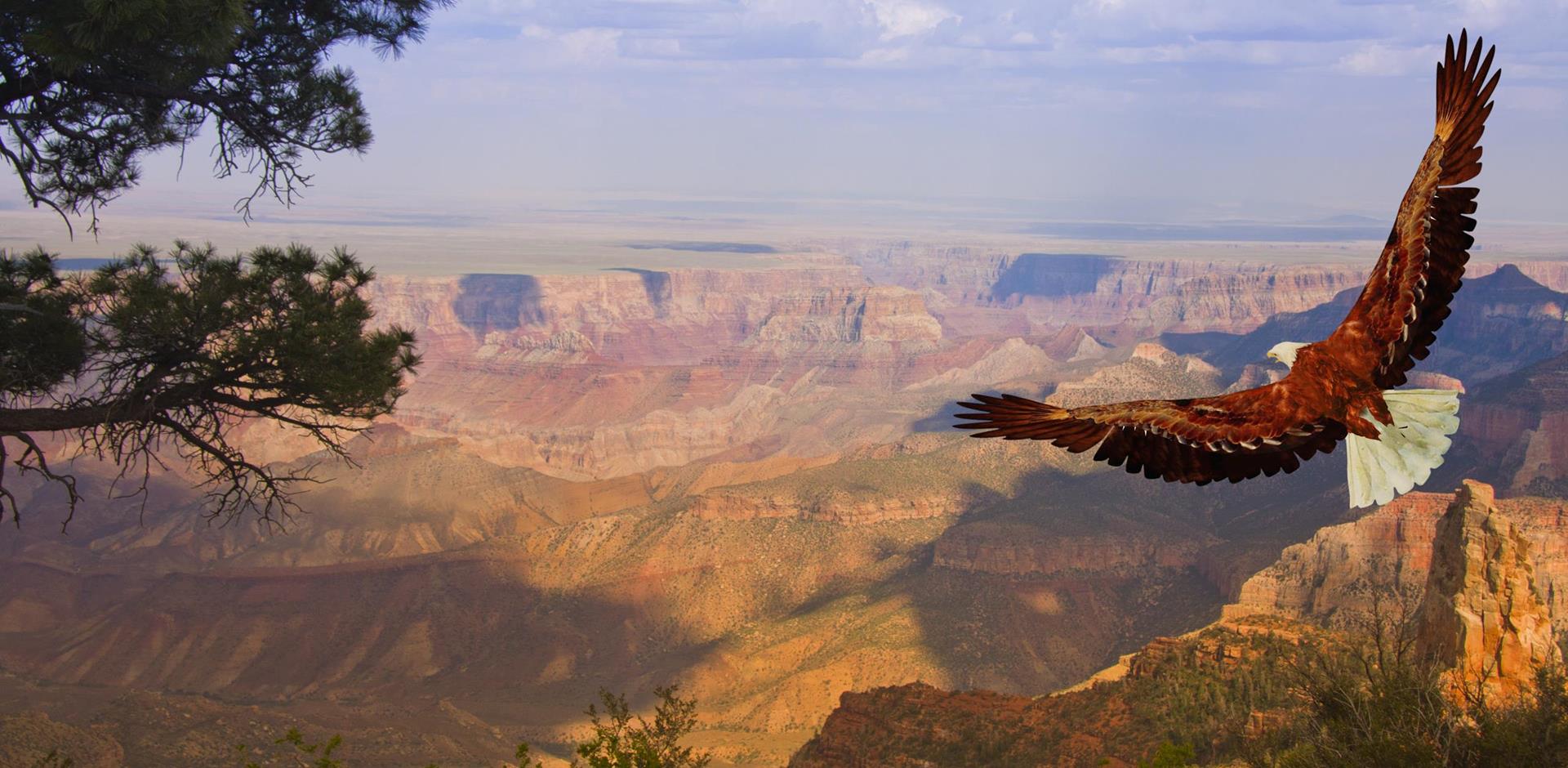 USA, Arizona, Grand Canyon, Eagle flying