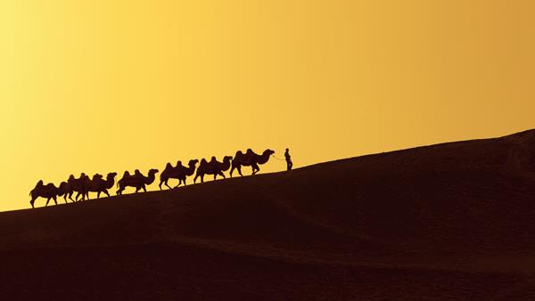 Camel train, Silk Road in China