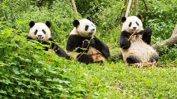 Five places to see wildlife in China | Abercrombie & Kent