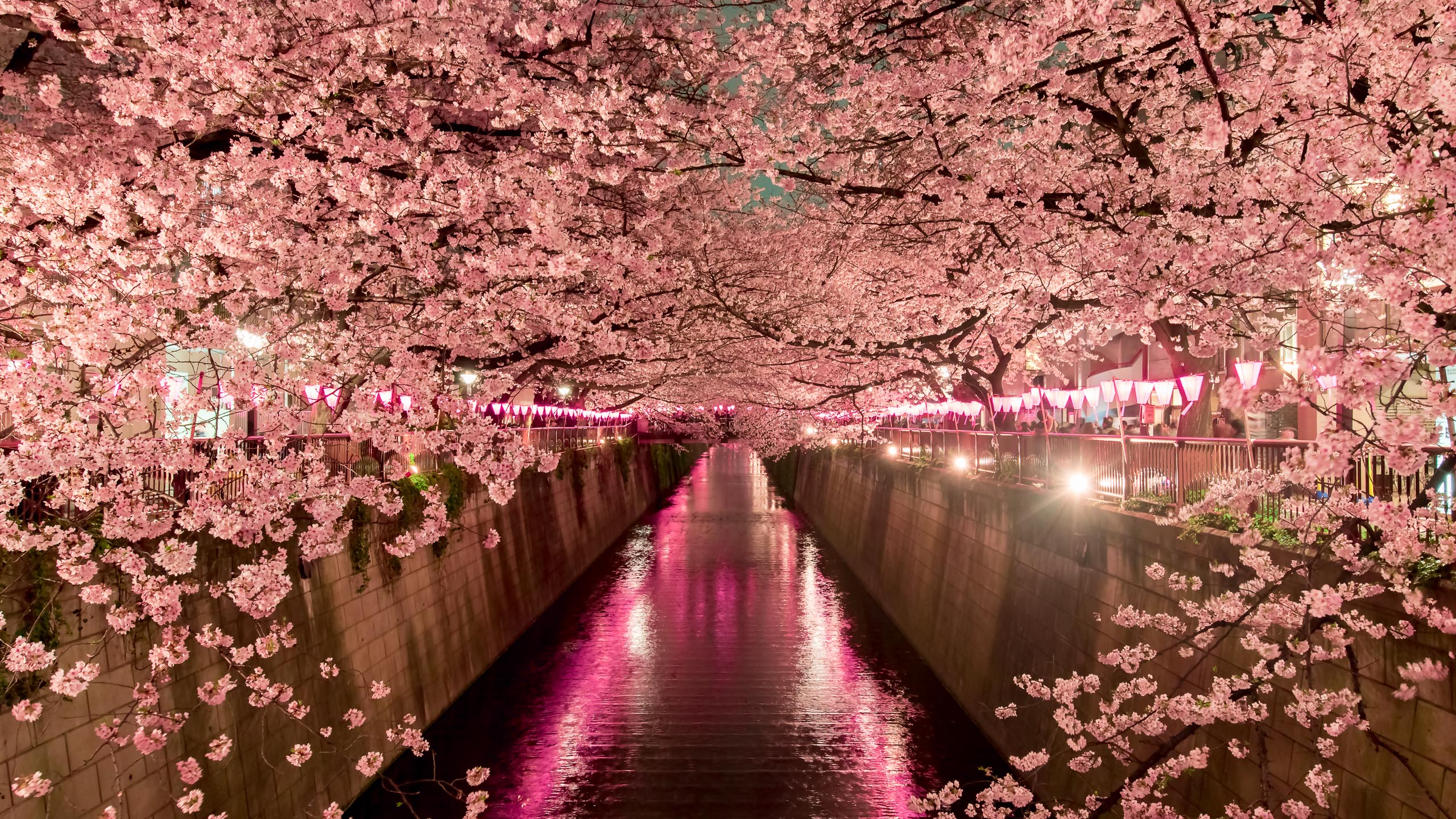 Up close and personal with cherry blossoms in Japan | Abercrombie & Kent