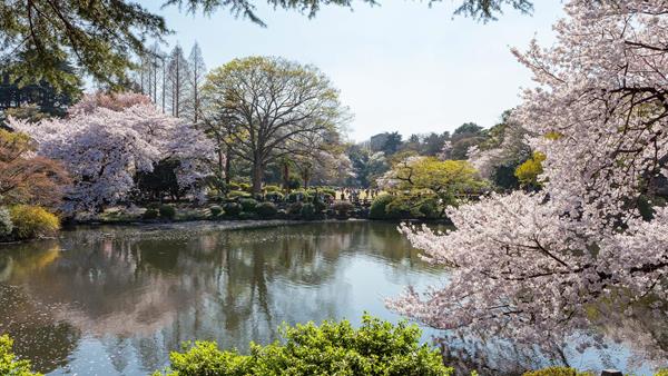 Cherry Blossom, Toyko,  Japan