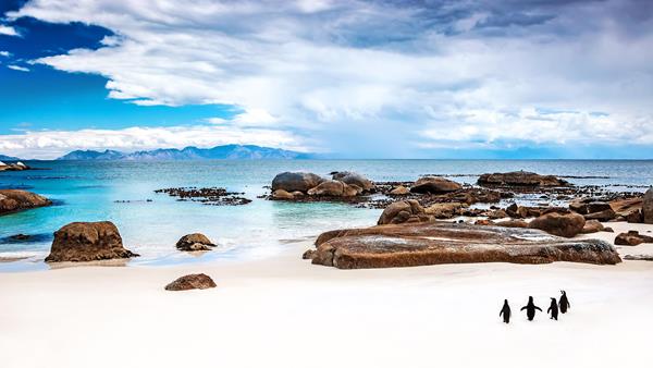 Penguins, Boulders beach, South Africa