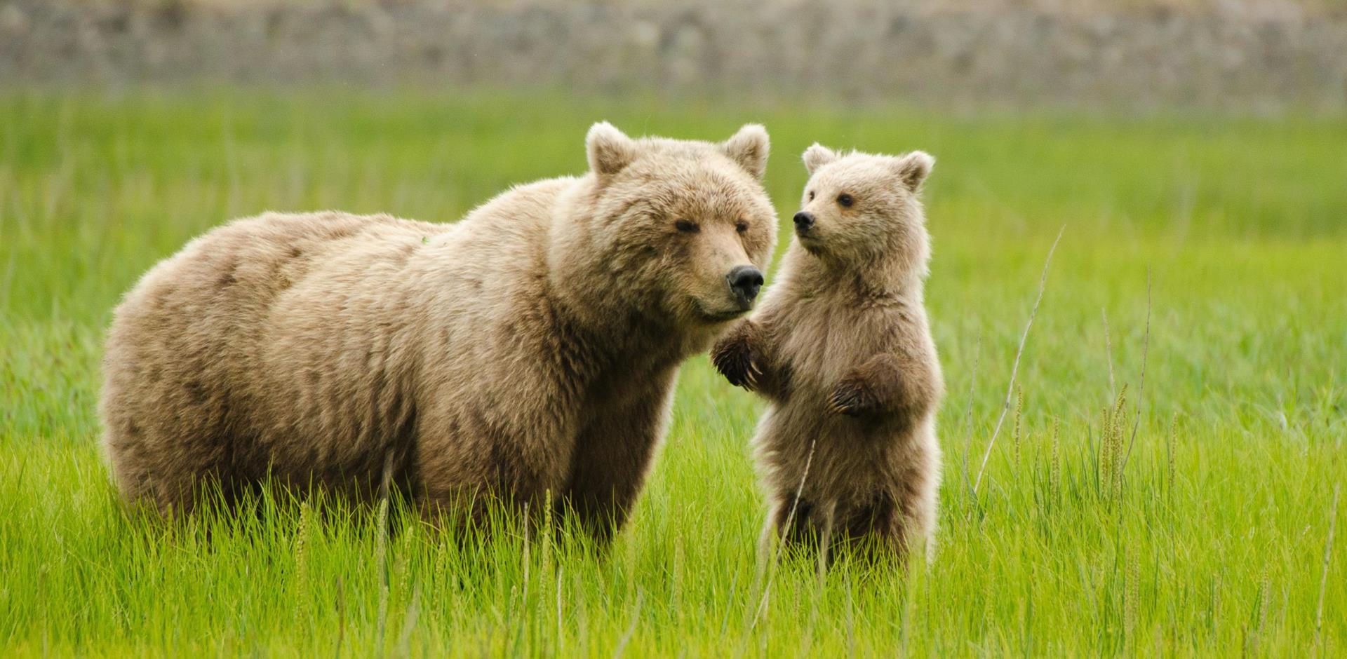 Best places to see the wildlife of Alaska