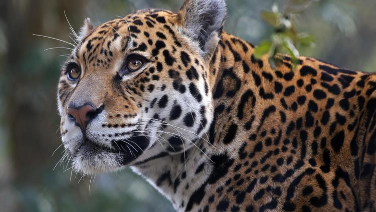 Five of the best places to see wildlife in Latin America | Abercrombie &  Kent