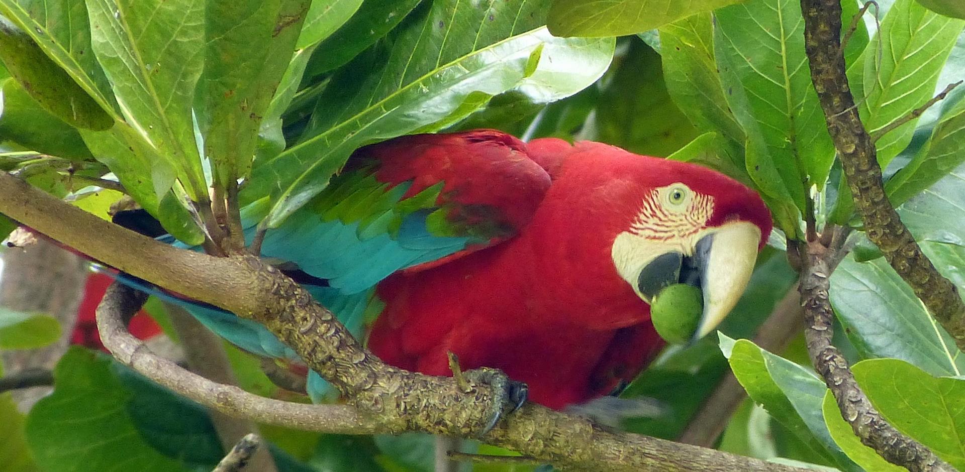 Macaw, the Pantanal