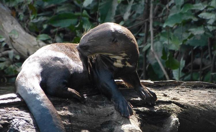 Giant river otter,The Pantanal