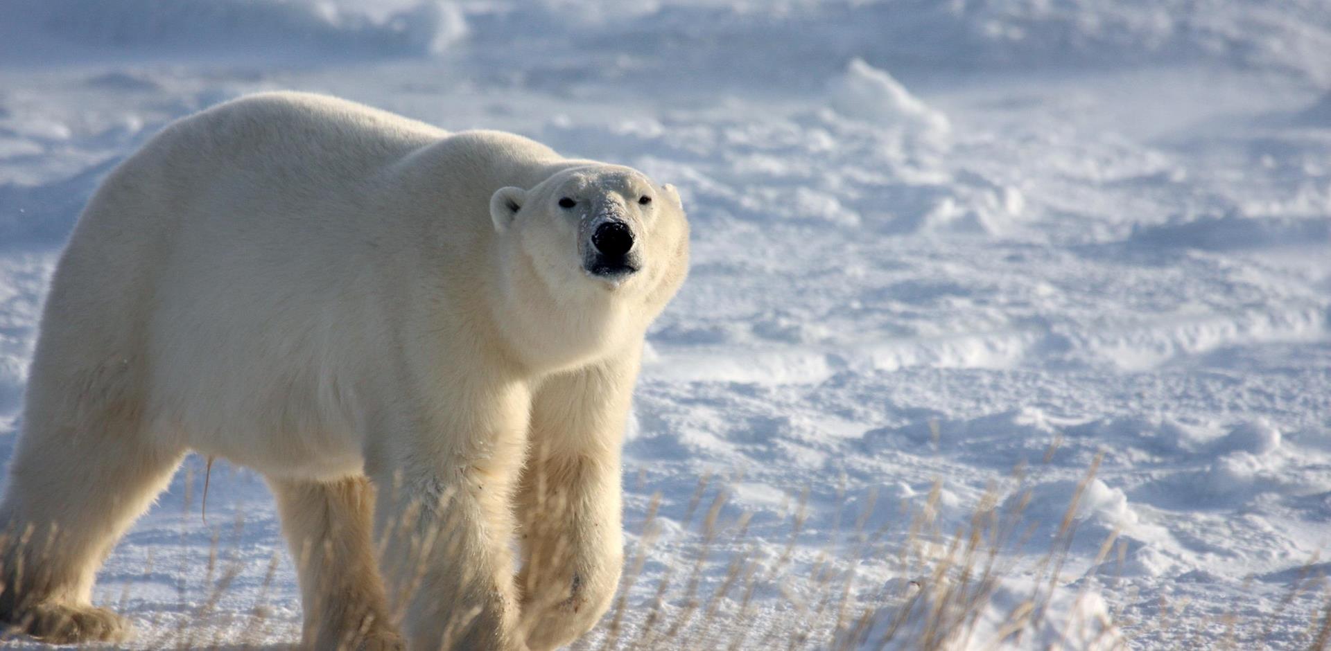 Polar Bear of the Northwest Passage 1