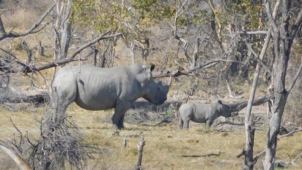 Rhino Conservation Program, Botswana