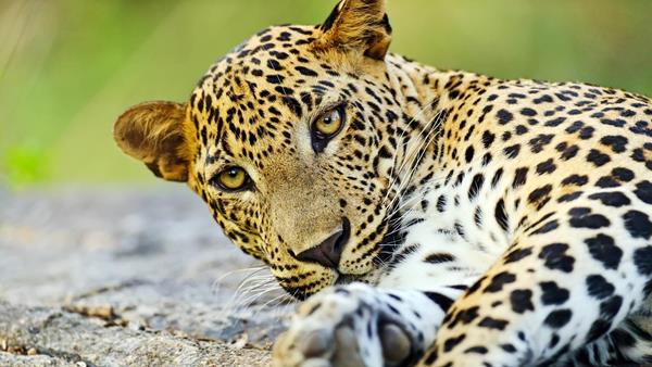 Project Leopard, Sri Lanka