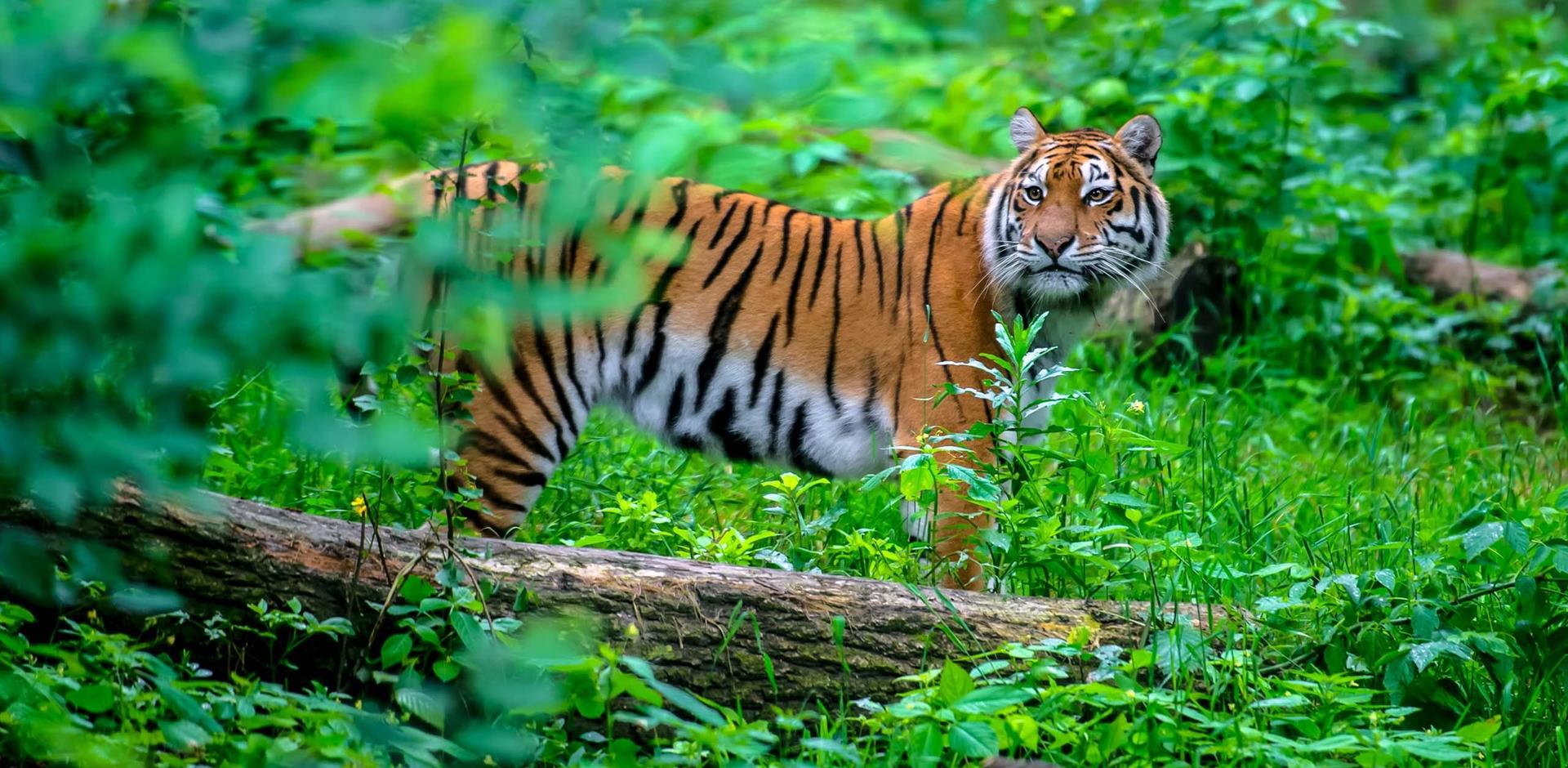 Travelogue Spotting tiger in India