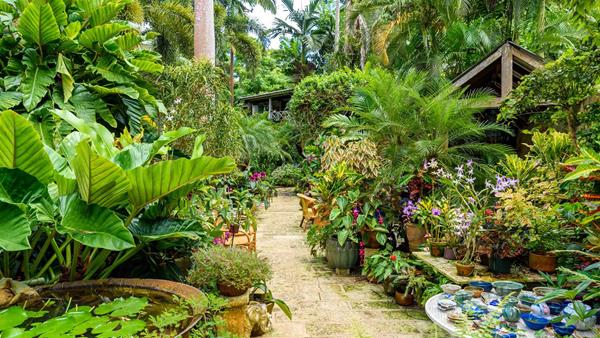 Huntes Botanical Garden, Barbados