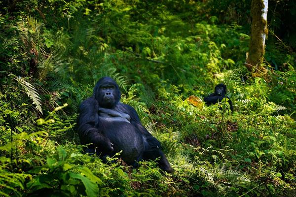 Gorilla in the habitat Bwindi NP Uganda