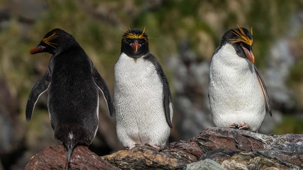 Macaroni penguin colony