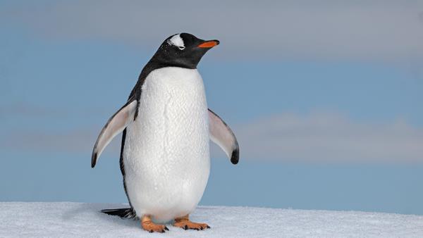 Penguin, Antarctica