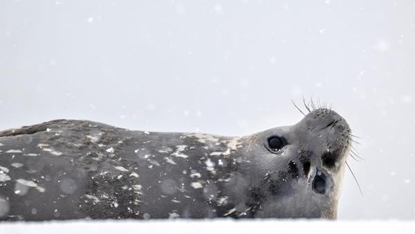 Fur seal, Antarctica
