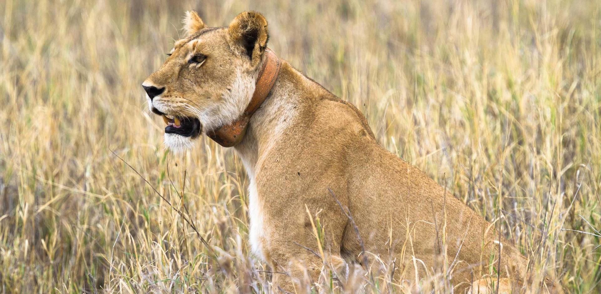Lion radio tracker, Kenya