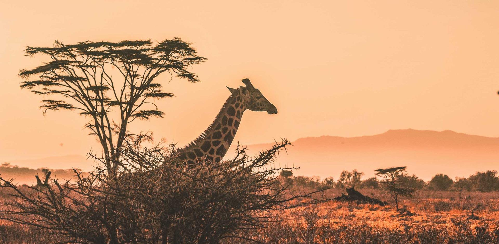 Giraffe, Africa