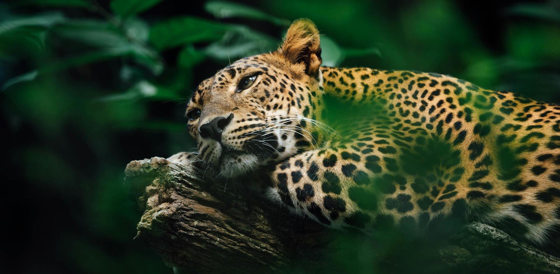 Jaguar, Brazil