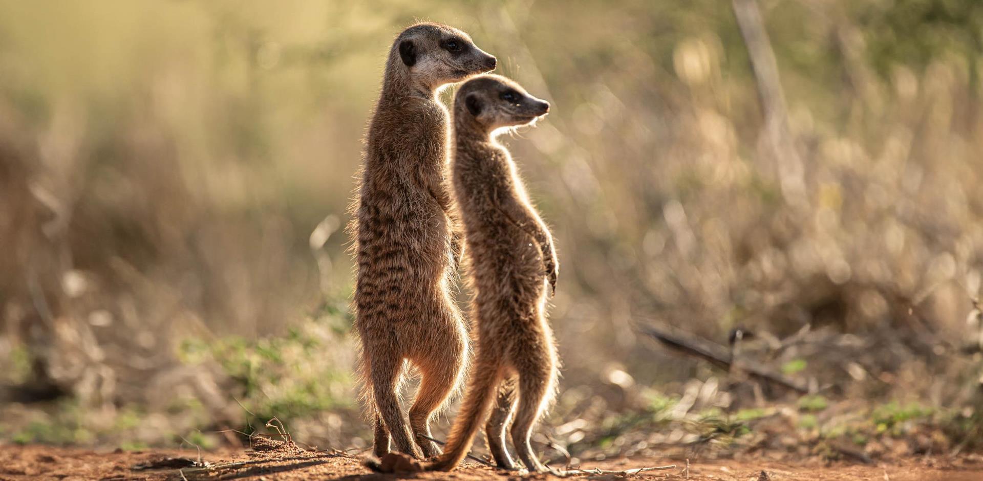 Meerkats, South Africa