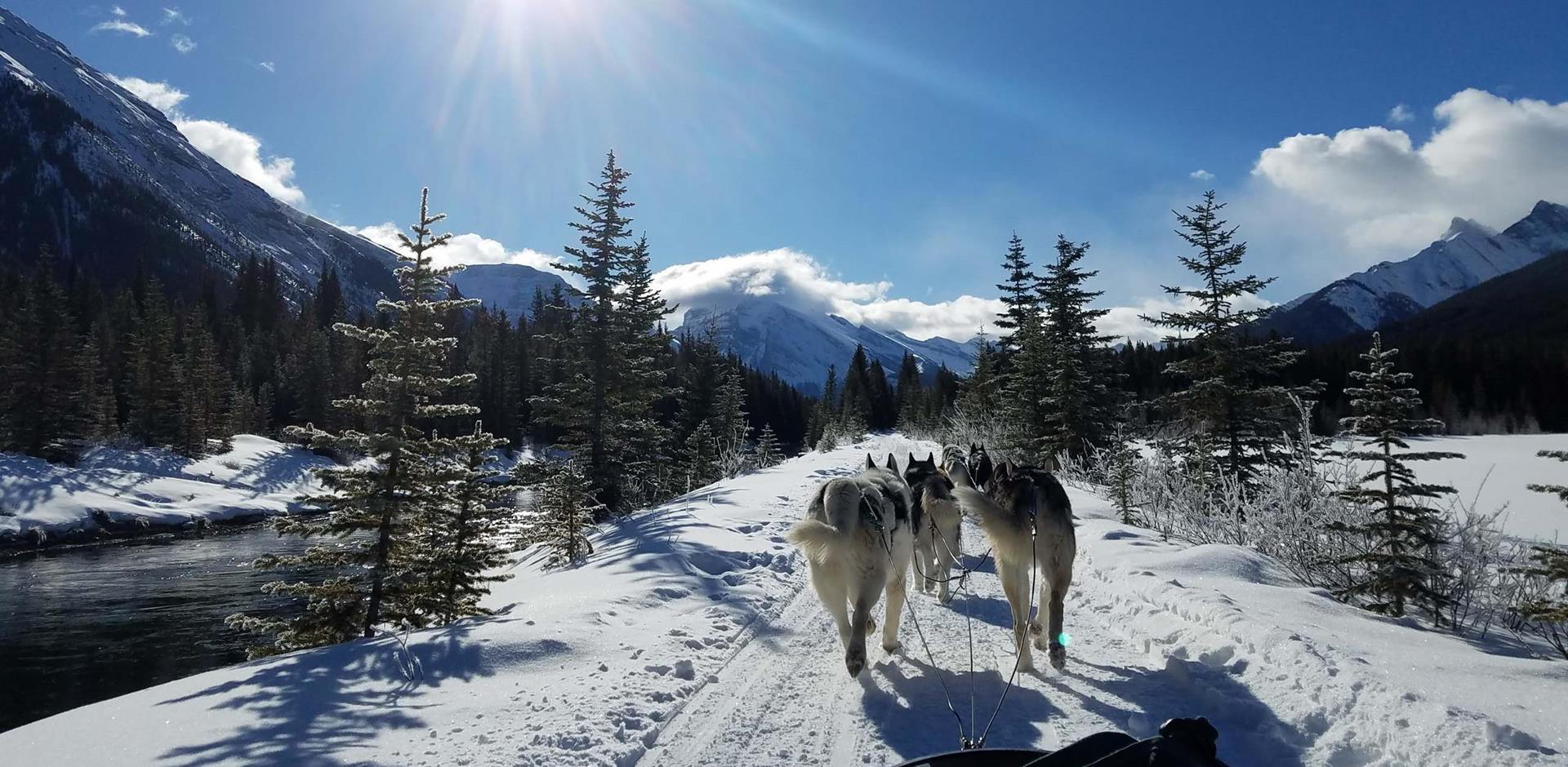 Dog sledding through the mountains Idatrod Alaska USA