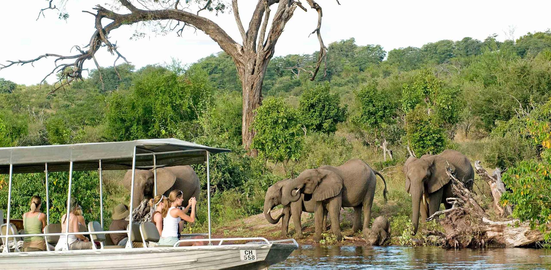 Safari cruise on Chobe River