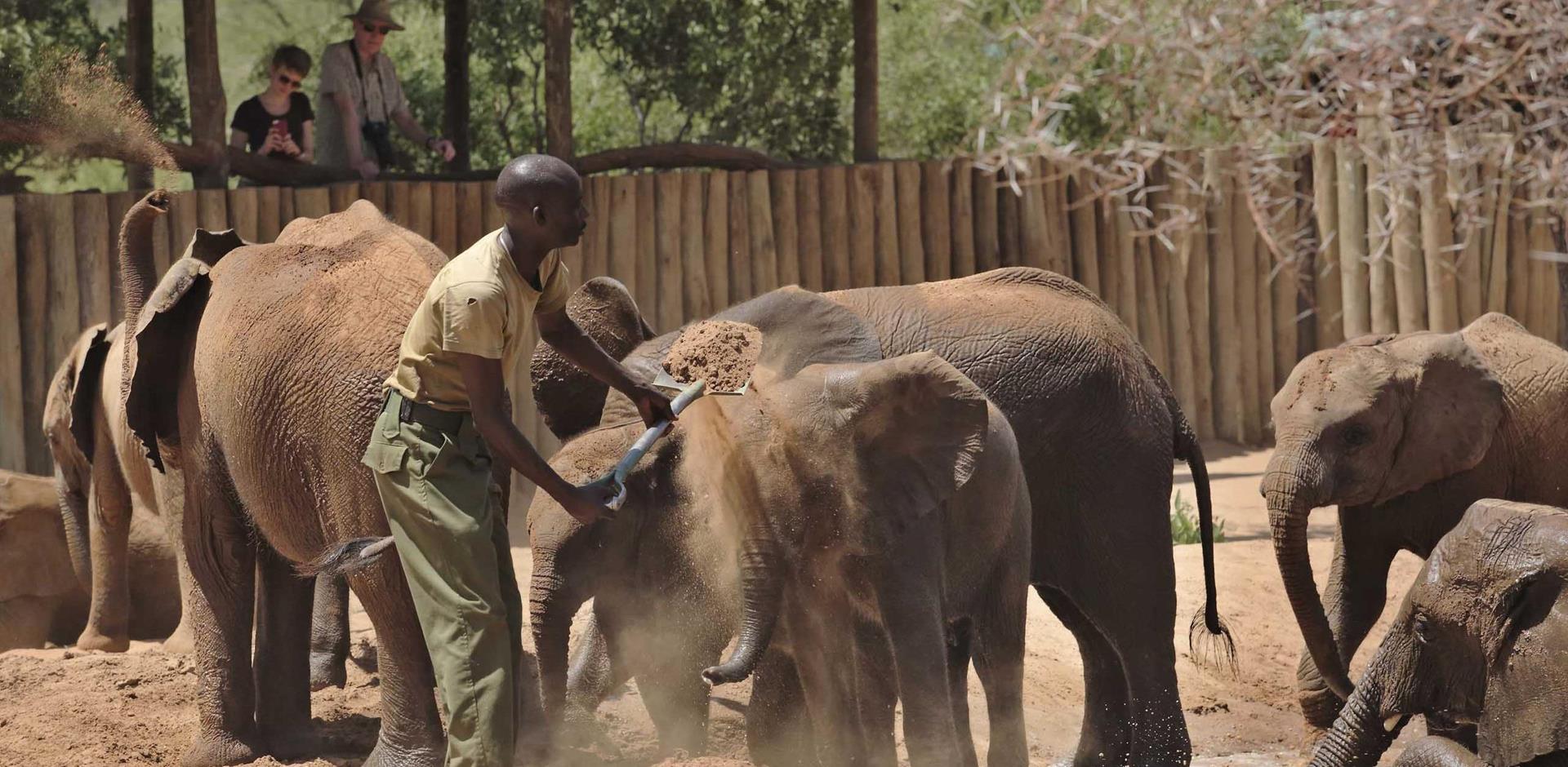 Caring for Elephant