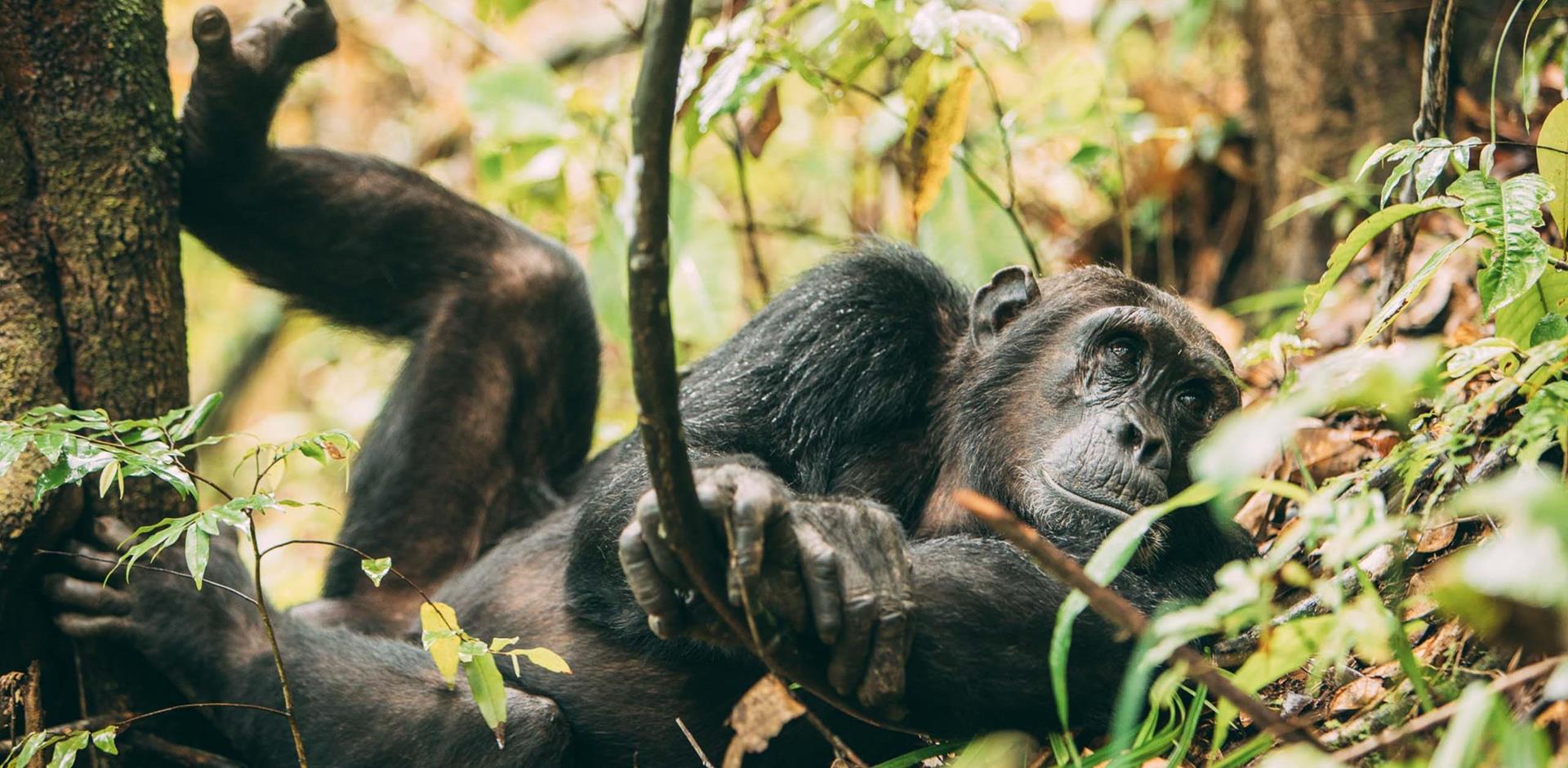 Chimpanzee trek in Mahale mountains