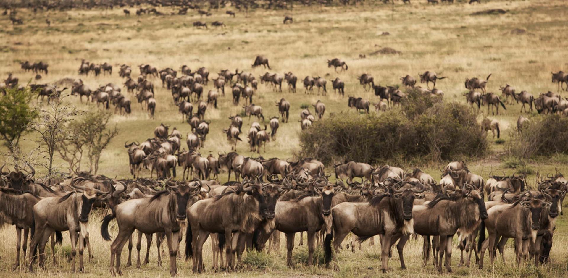 View the Great Migration