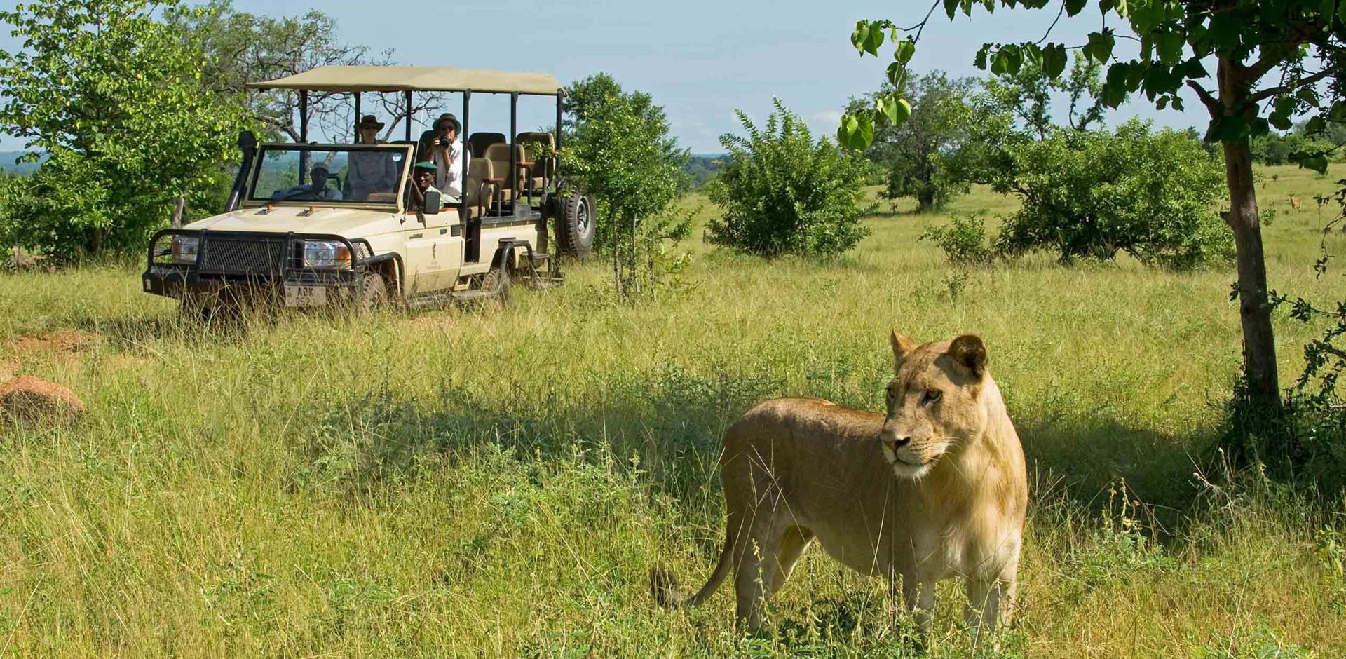 South Luangwa safari drive