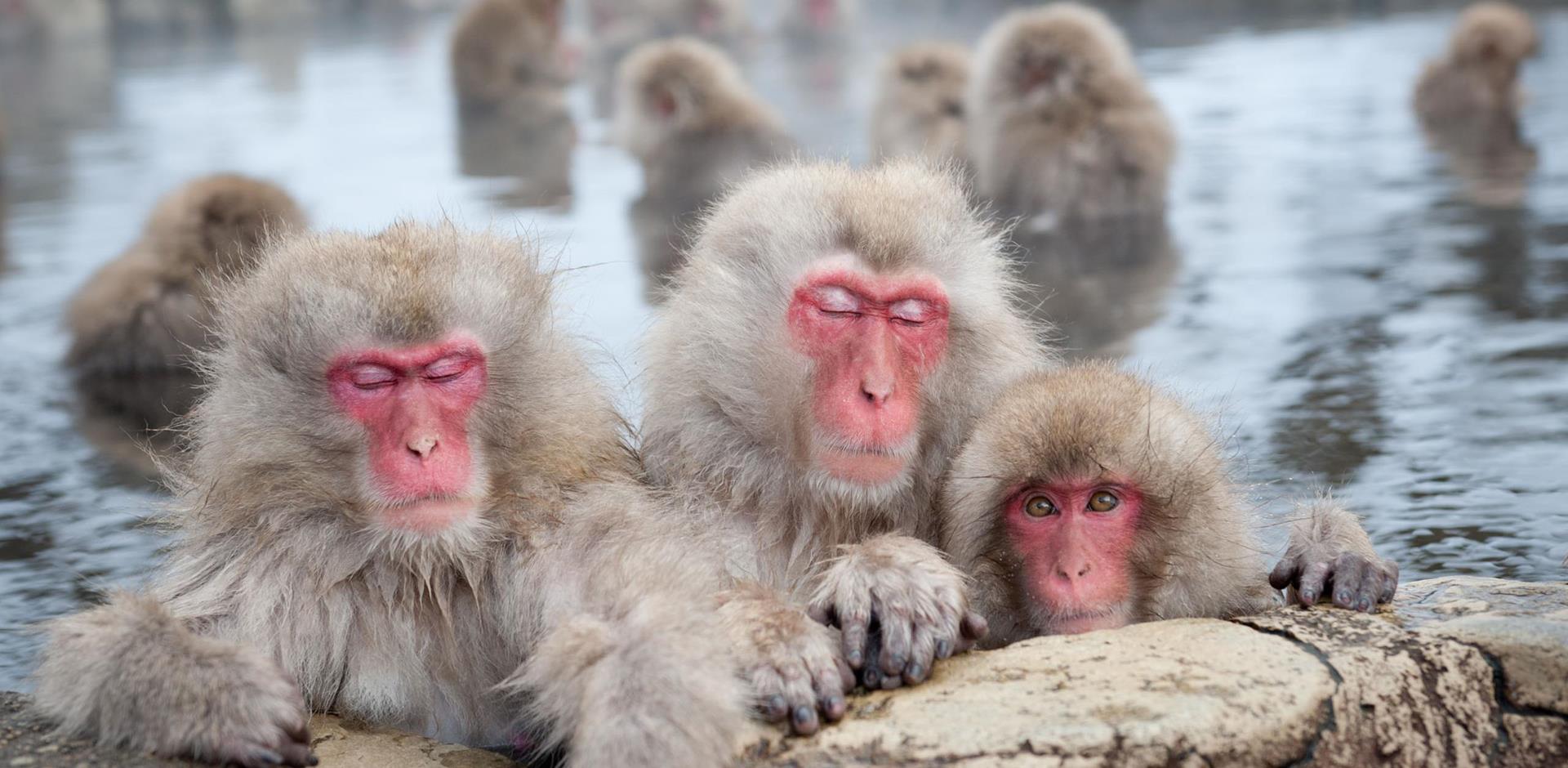 Meet Japans snow monkeys