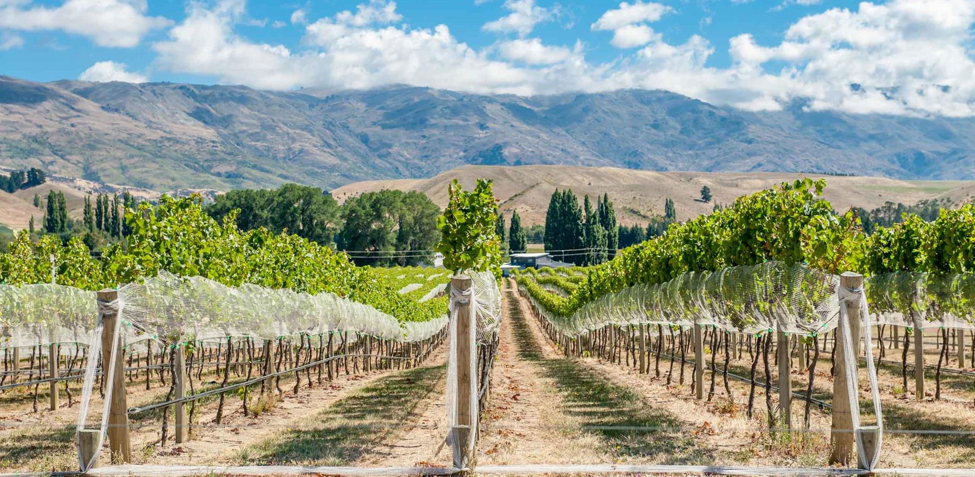 A&K New Zealand experience: Private wine tasting and cave tour