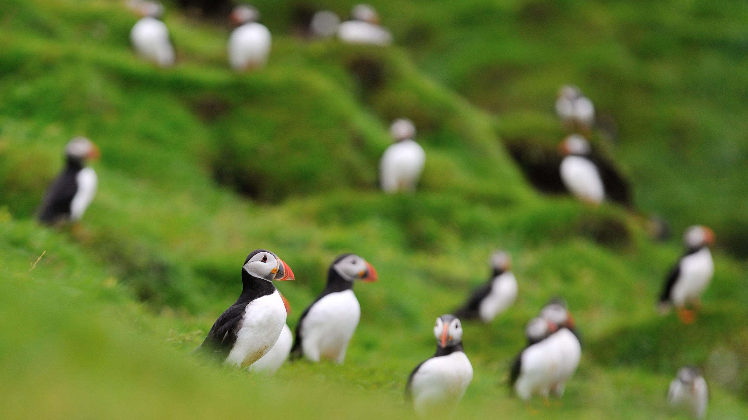 You can go observe the endearing Atlantic puffin, but time may be