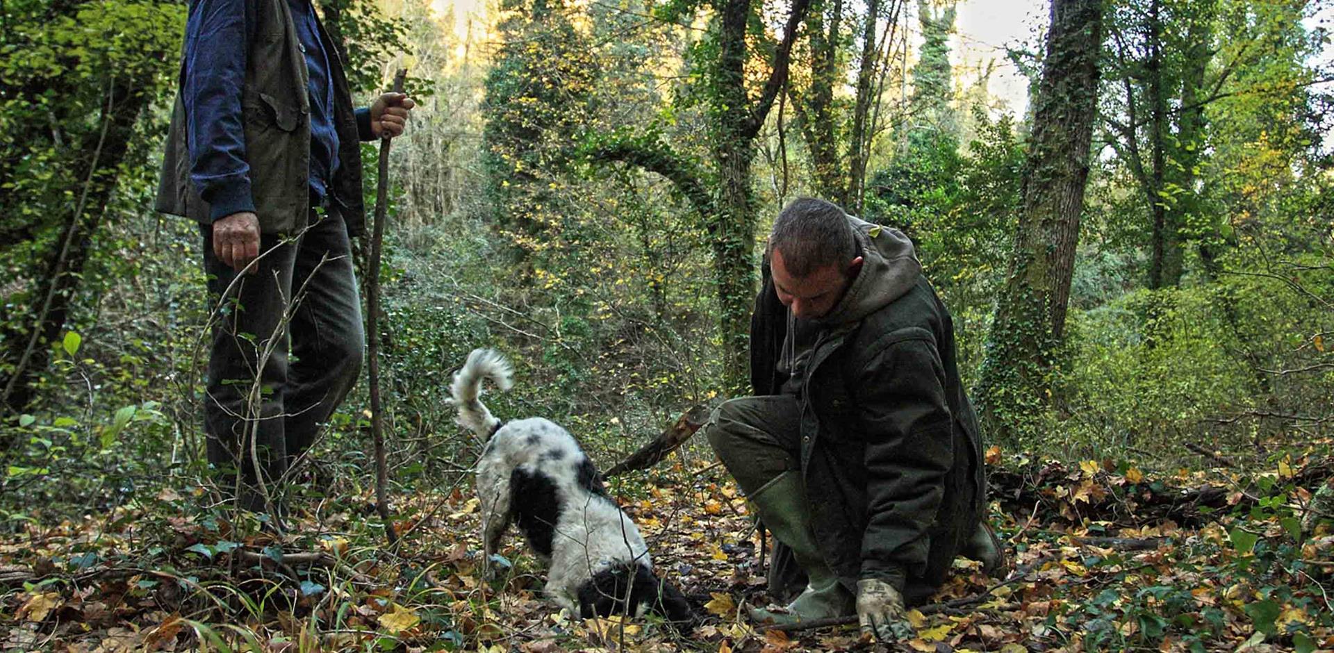 Hunt for white truffles