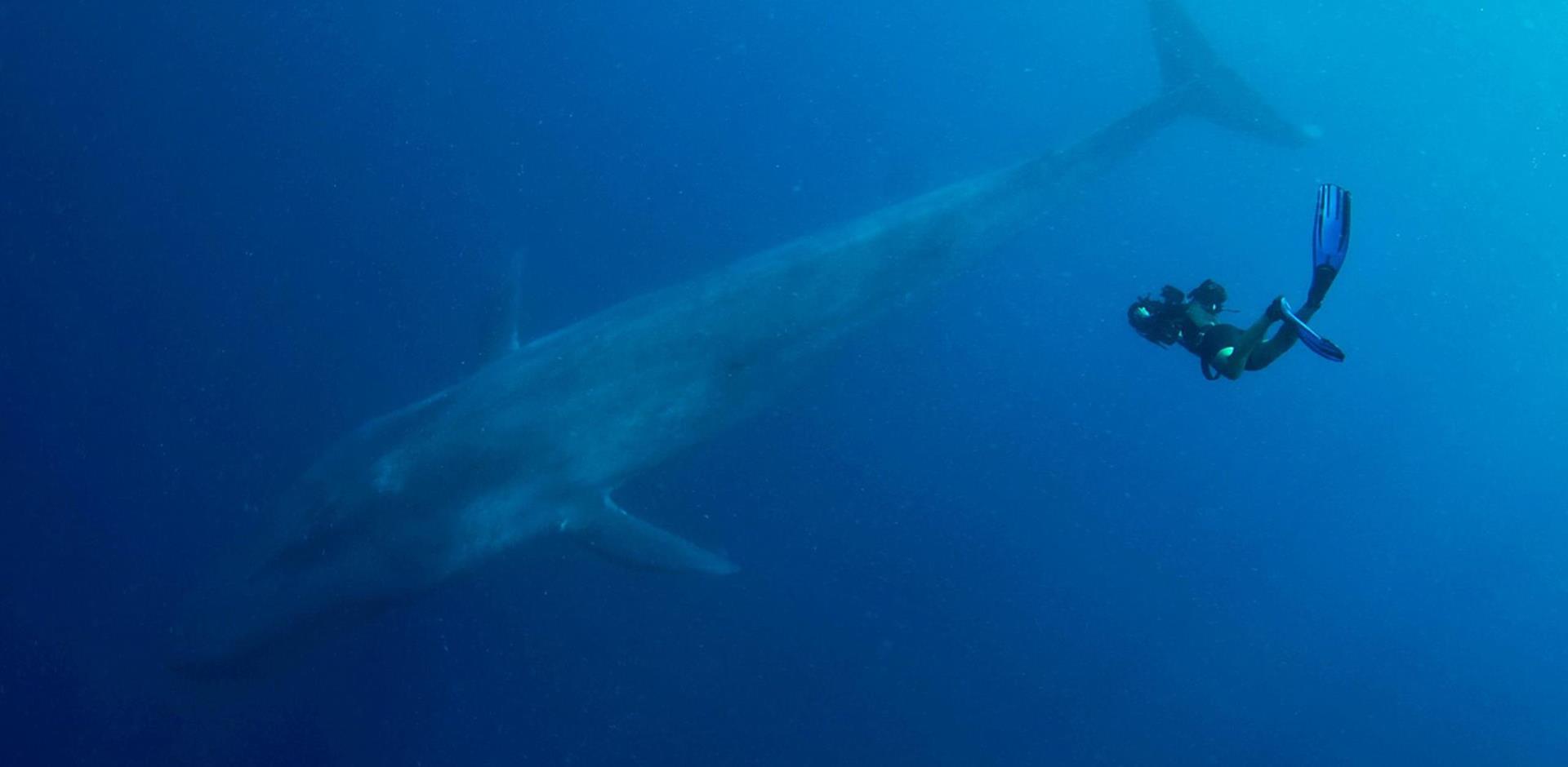 A&K Sri Lanka experience: Photograph the blue whale underwater