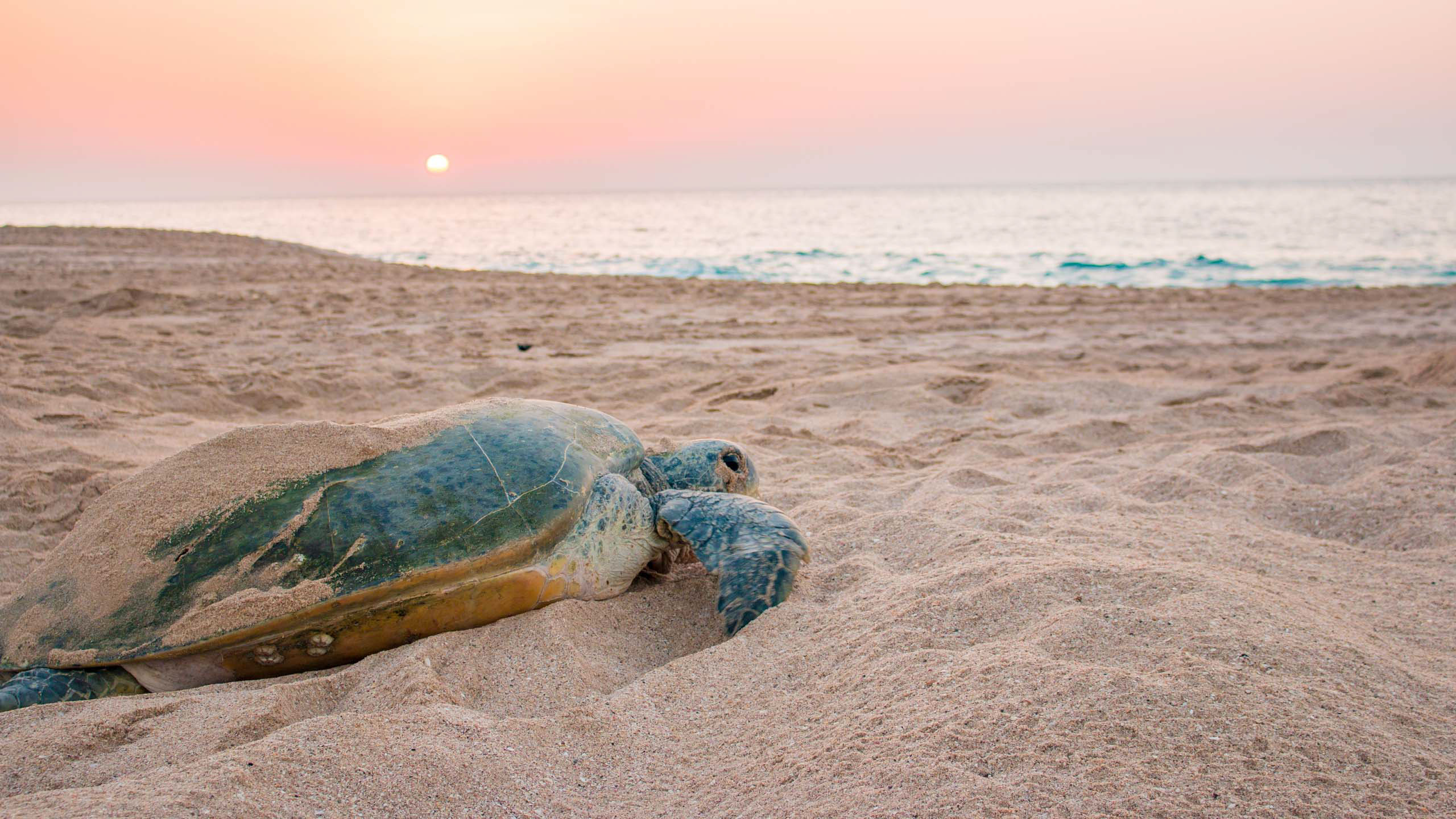 Observe nesting turtles in Oman | Abercrombie & Kent