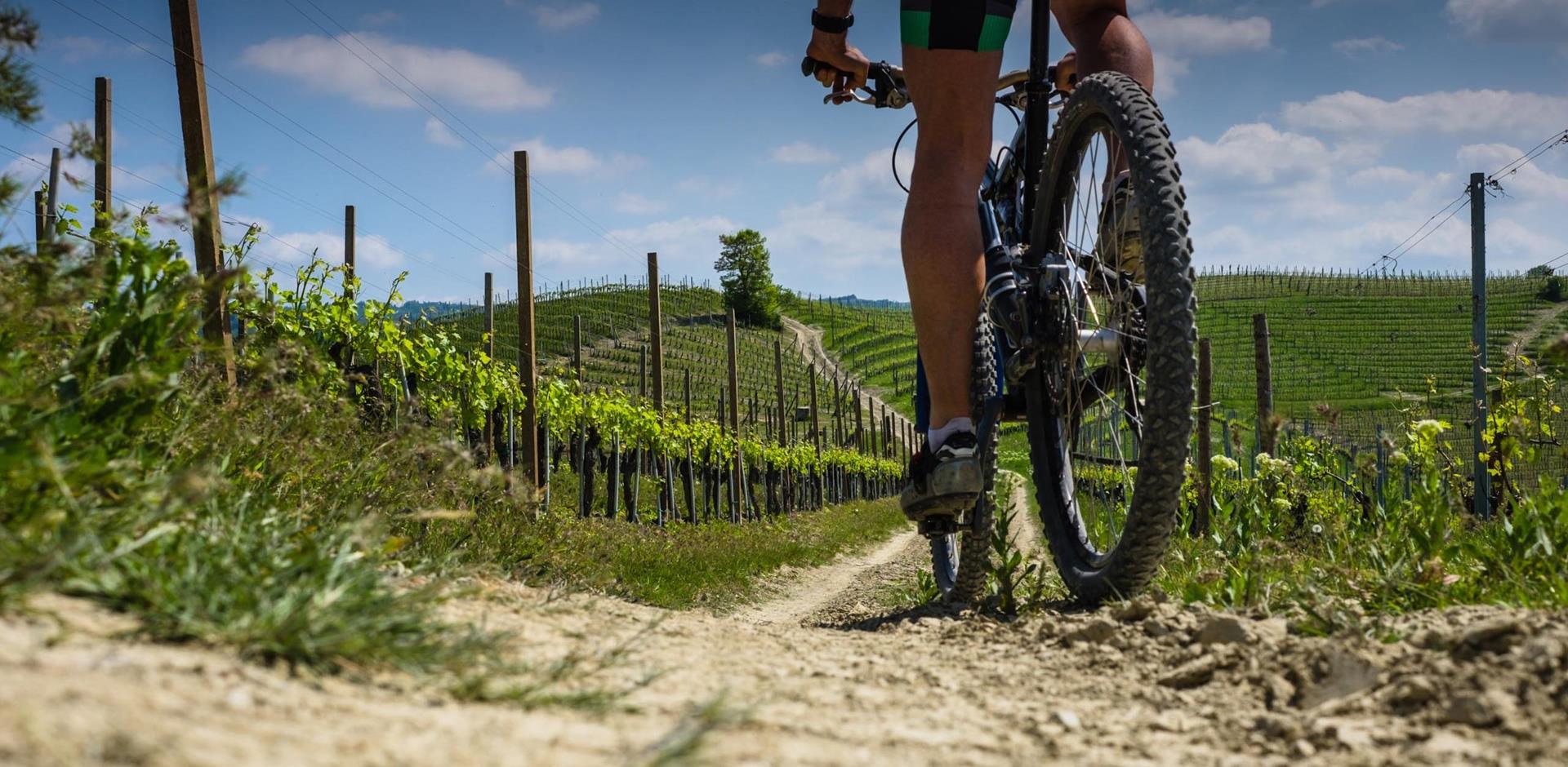 Cycle through Sonoma’s vineyards
