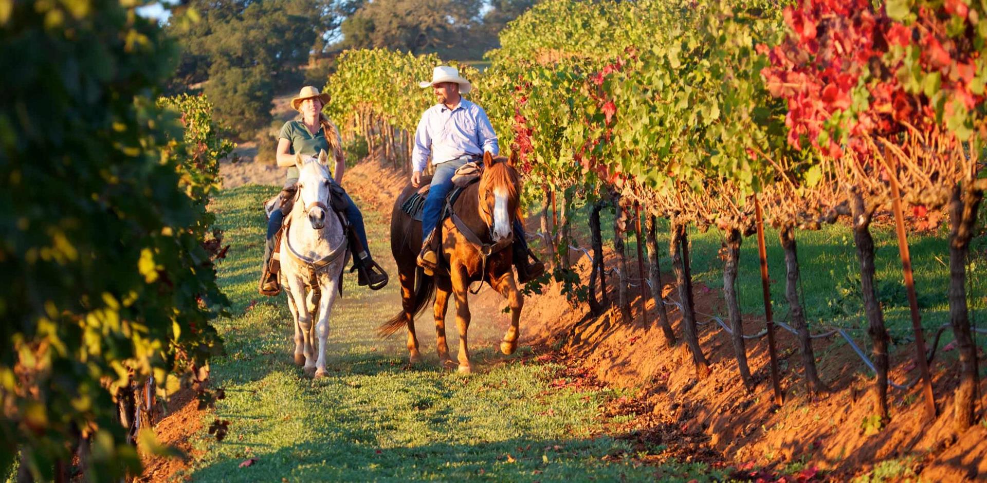 Horse riding and wine tasting