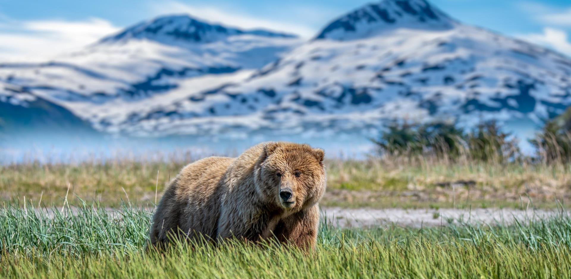 Grizzly bear in Lake Clark National Park and Preserve, Alaska